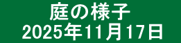 　　 　庭の様子  　2025年11月17日　