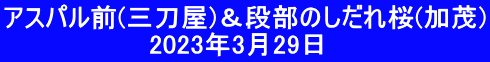 アスパル前(三刀屋)＆段部のしだれ桜(加茂)  　 　　　　　　2023年3月29日